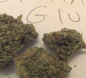 Where to Buy Weed Online Canberra Buy Cannabis In Canberra. Its a potent hybrid marijuana strain that delivers heavy-handed euphoria and relaxation.